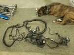 Harley Davidson Dyna 2012-16 Wire Harness Oem 69200455 69200444 Non Abs. Fixed Price $125.00.
